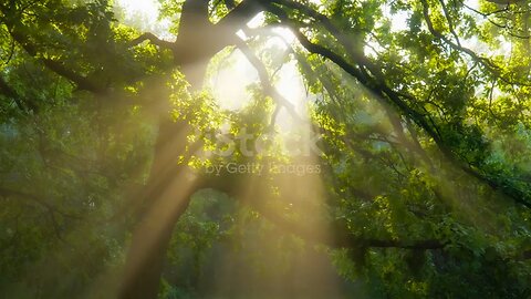 nature jungle green