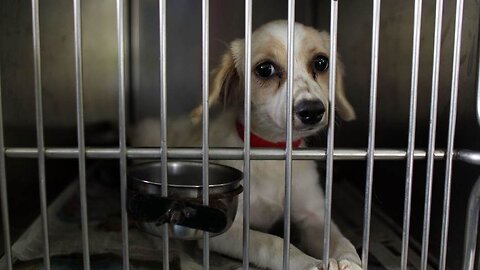 A Special Place In Hell: Democrat Rep Shri Thanedar Left Dogs To Die When His Business Went Bankrupt