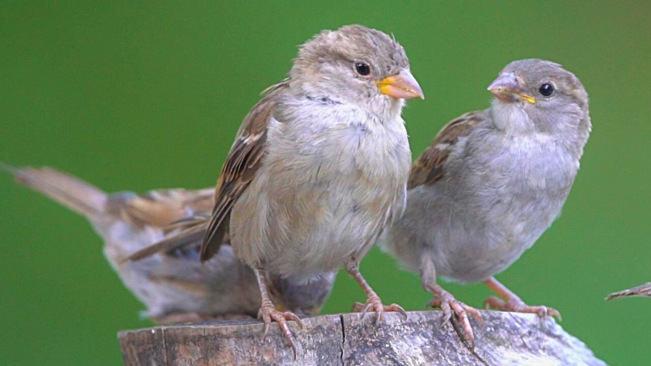 House Sparrows Feeding Slowed to Half Speed