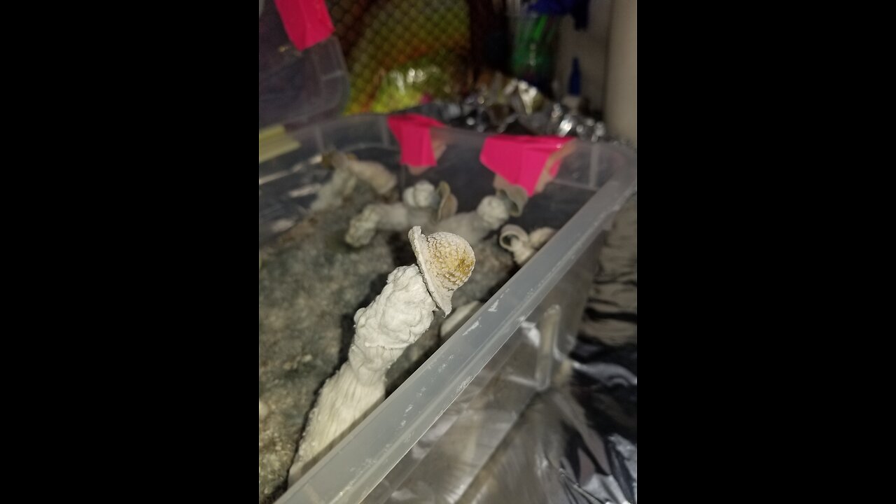 Mycology Mondays #96 Genetic verification Harvest & How you can get these results