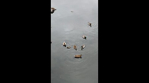 Mallard Ducks 🦆 #mallardducks #shorts #followme #trending #viral #ducks #duck