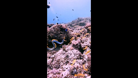 the world of underwater