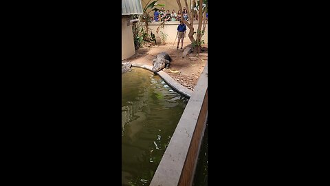 Croc talk at reptileland part 1