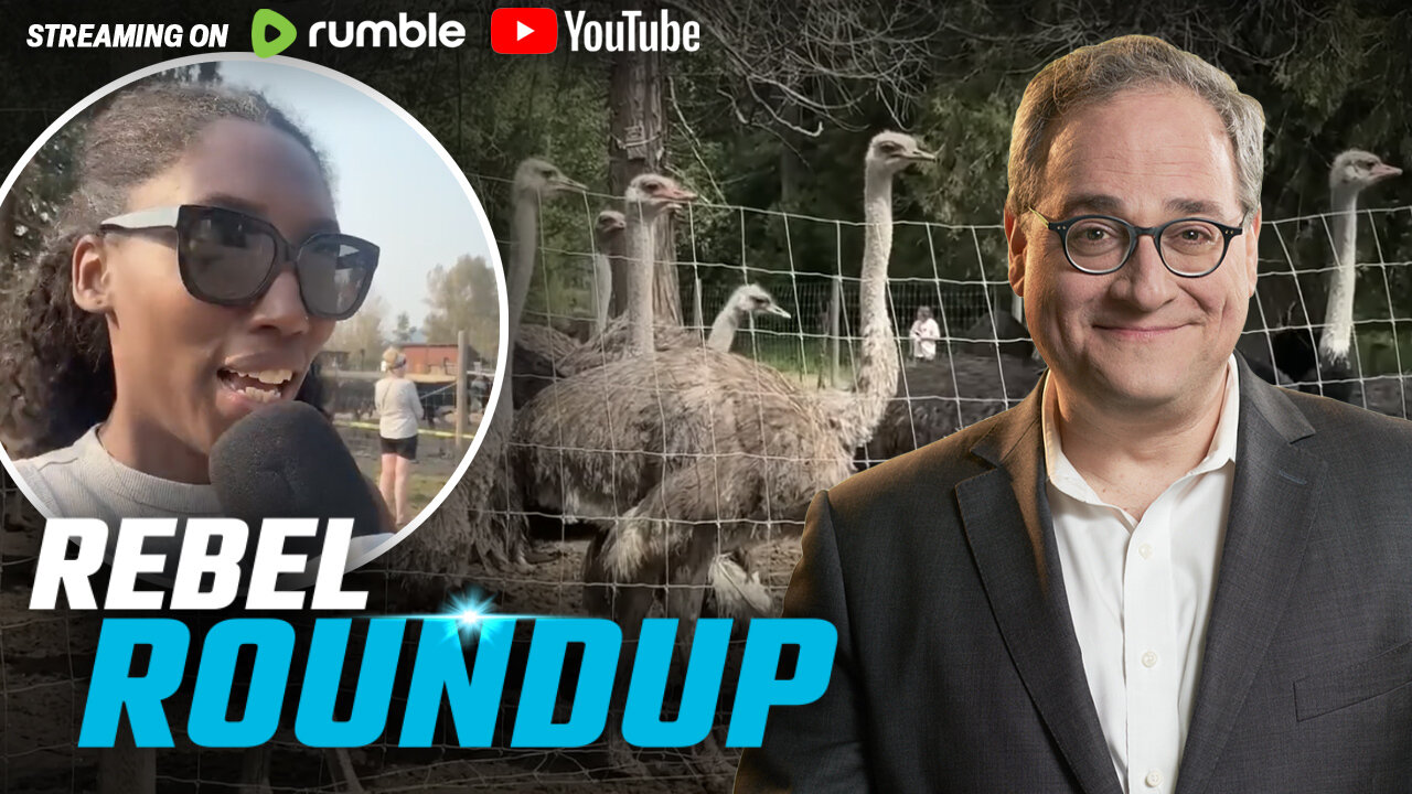 Ostrich cull imminent, Rebel on the ground | Rebel Roundup