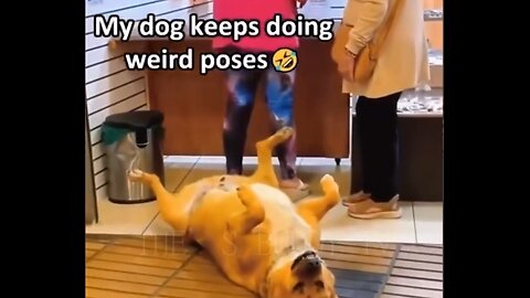 I dare you not to LAUGH at these FUNNY DOGS 😁🦮