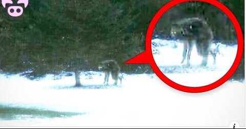 Are These Real Cryptids Caught on Camera? Slapped Ham