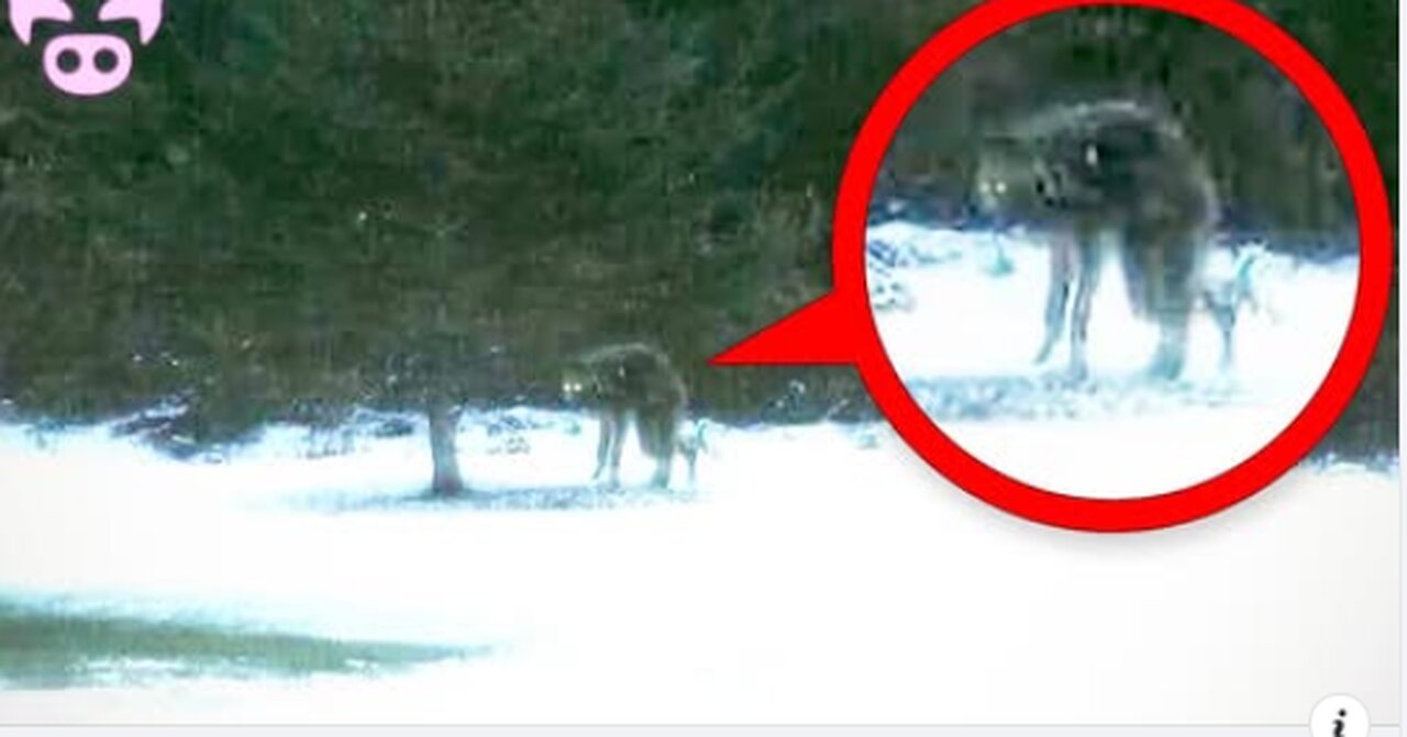 Are These Real Cryptids Caught on Camera? Slapped Ham