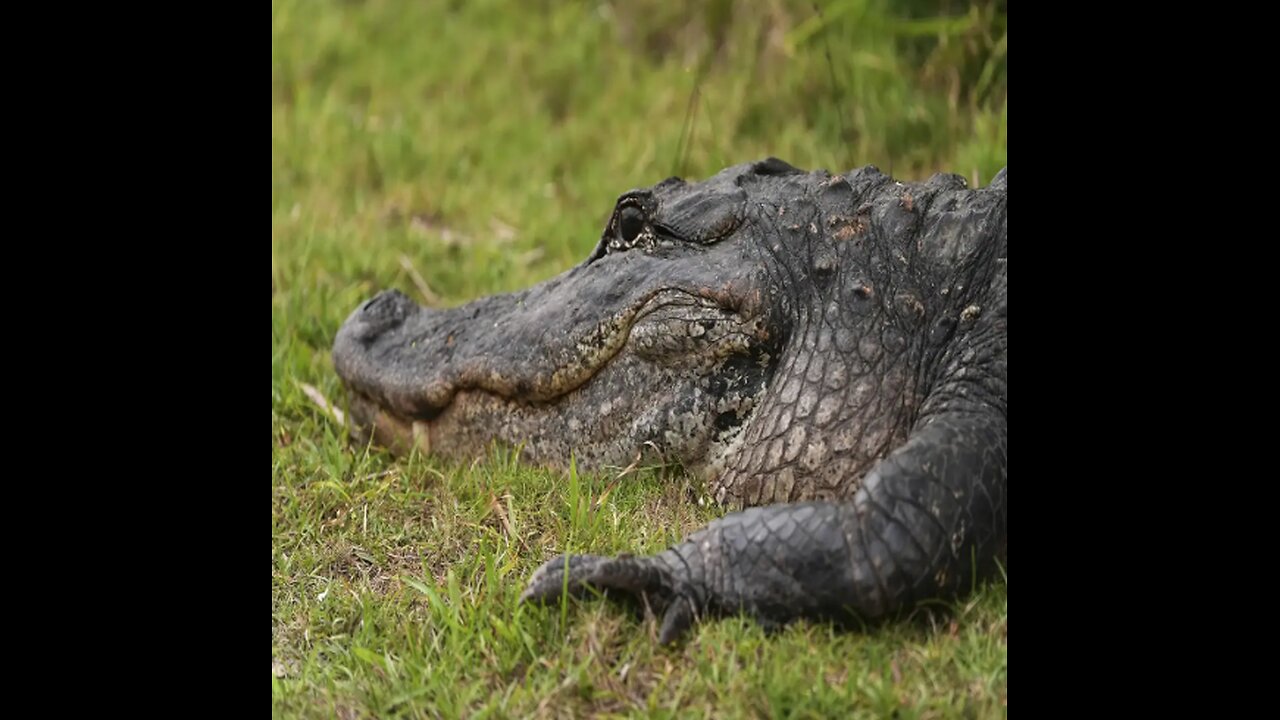 Fla. Building 'Alligator Alcatraz' to Hold Illegals