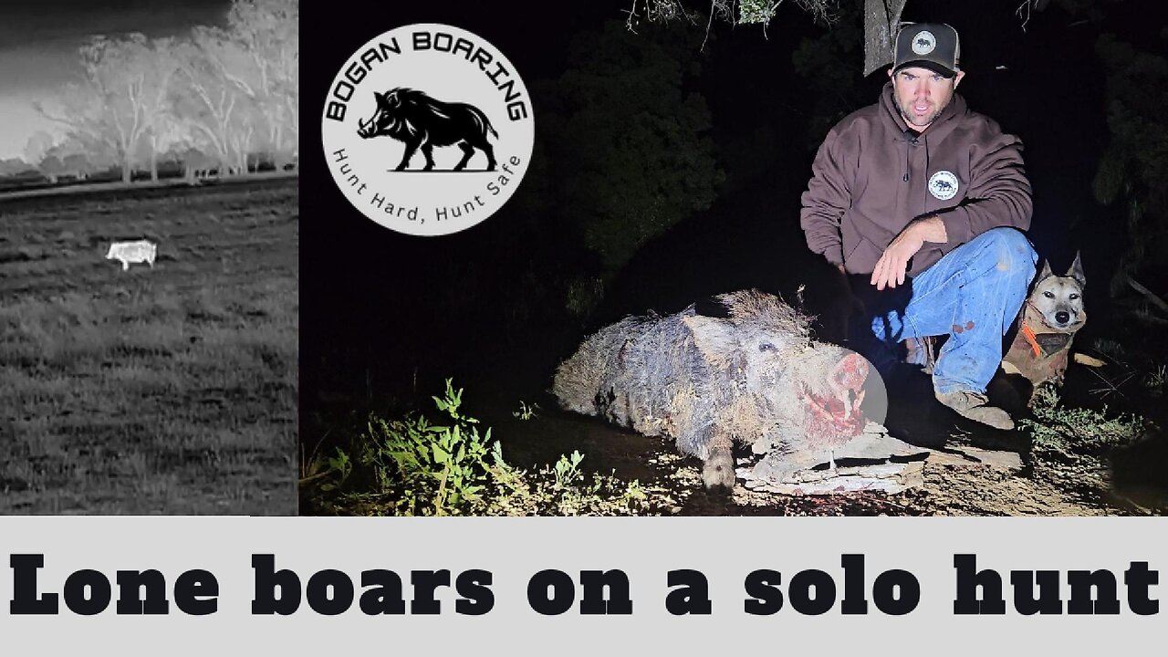 Lone boars on a solo hunt