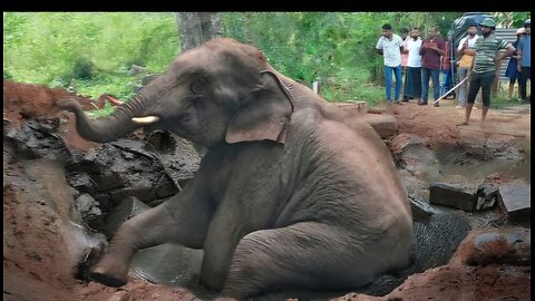 The Tusker that fell into the toilet..