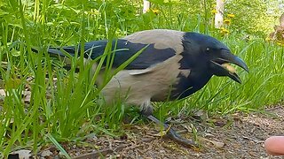 Just Your Run-of-the-Mill Hooded Crow Hand Feeding Video