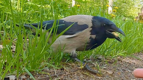 Just Your Run-of-the-Mill Hooded Crow Hand Feeding Video