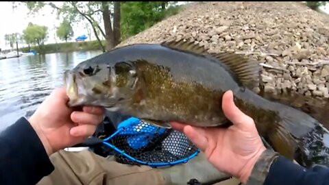 Another GIAGANTIC smallmouth Bass!