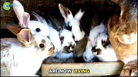 CHINA RELEASED A MILLION RABBITS INTO THE DESERT — WHAT HAPPENED NEXT SHOCKED THE WORLD 🐇