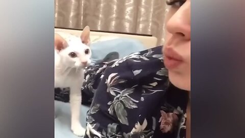 Funny Animal dogs and cats part 1