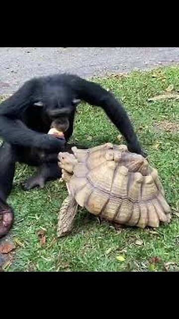 🐒🐢 "Monkey & Turtle Best Friends 🥰 | Cutest Unlikely Duo Ever!"