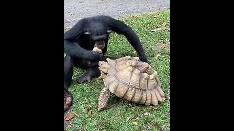 🐒🐢 "Monkey & Turtle Best Friends 🥰 | Cutest Unlikely Duo Ever!"