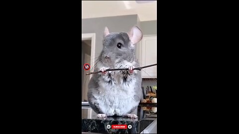 FAKTA UNIK !!! chinchilla hewan dengan bulu paling lembut di dunia #faktaunik