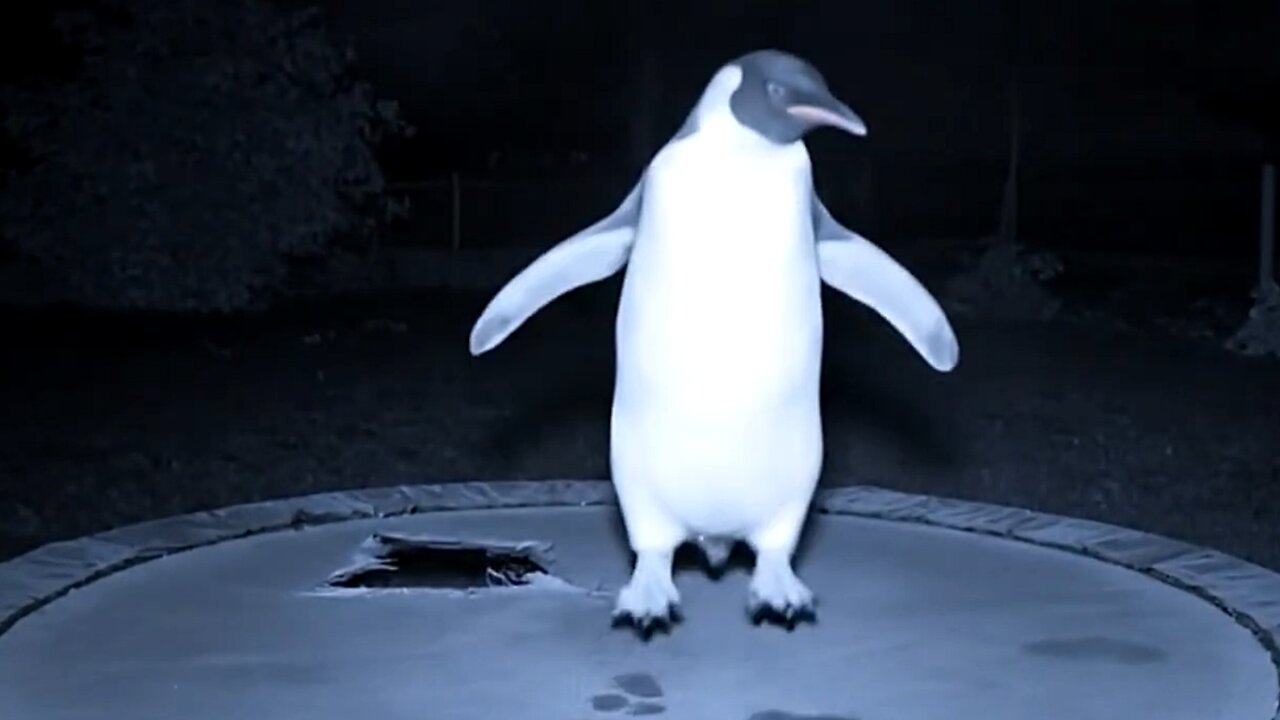 CCTV Catches Birds Bouncing on the Trampoline – Too Cute to Miss!