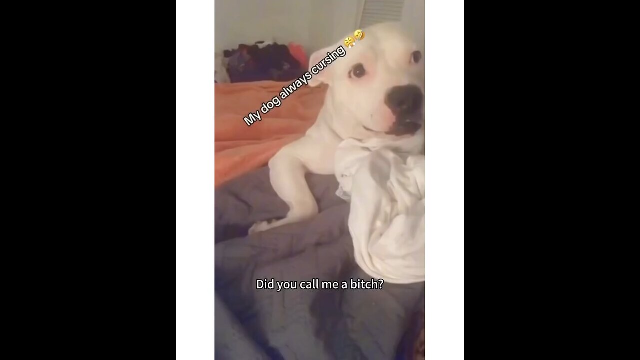 Funny dogs 👍