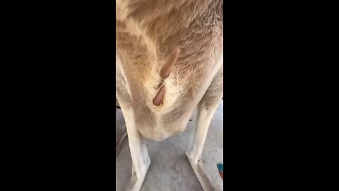 Kangaroo