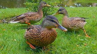 Mallard Ducks When There Are Oats to be Had