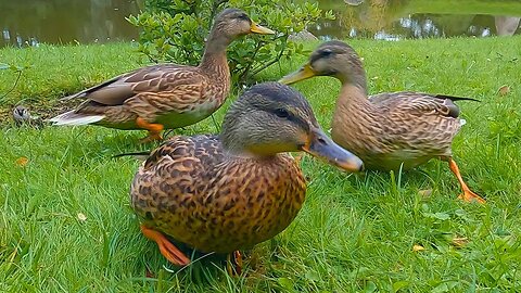 Mallard Ducks When There Are Oats to be Had