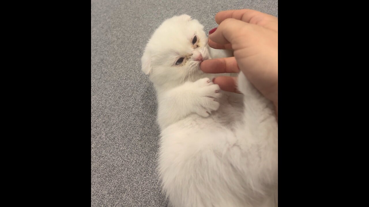 🐾 Adorable Tiny Kitten Playing – Too Cute to Handle! 😻✨