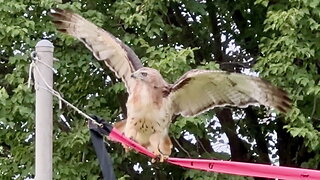 Hawk Trying to Perch on a Volleyball Net