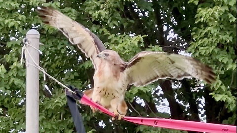 Hawk Trying to Perch on a Volleyball Net