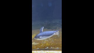 Penguin Farting in the Water and Swimming through it