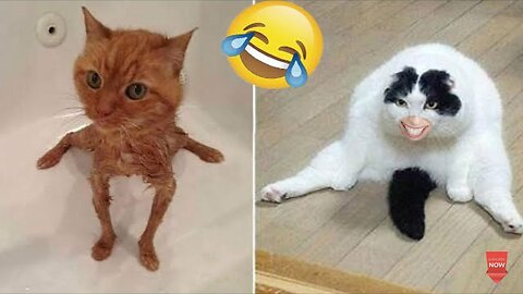 Funny animal video part 1 | Funny cat/dogs