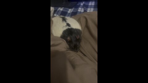 Tupy’s farewell😢