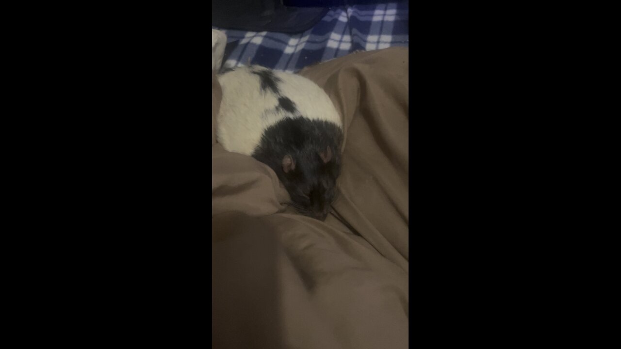 Tupy’s farewell😢