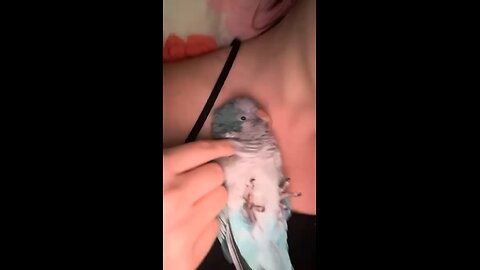 Boba’s Cuddle time