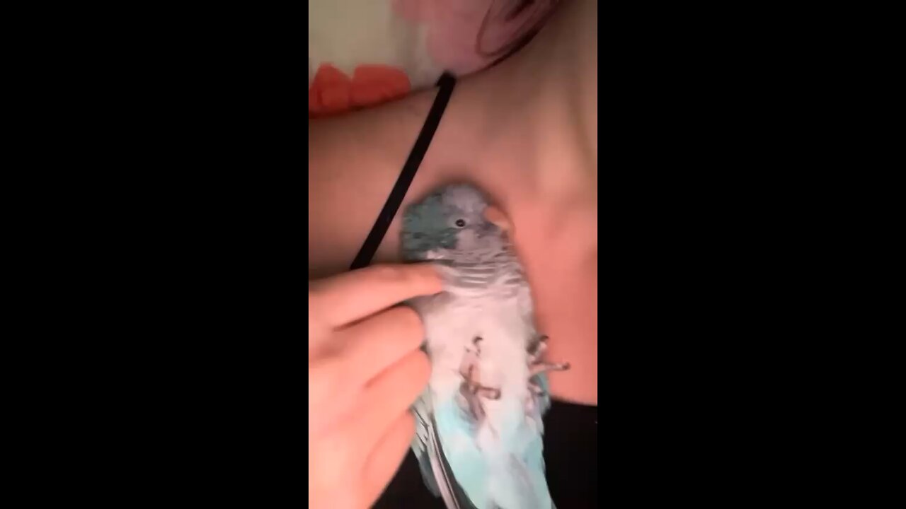 Boba’s Cuddle time