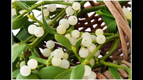 Mistletoe