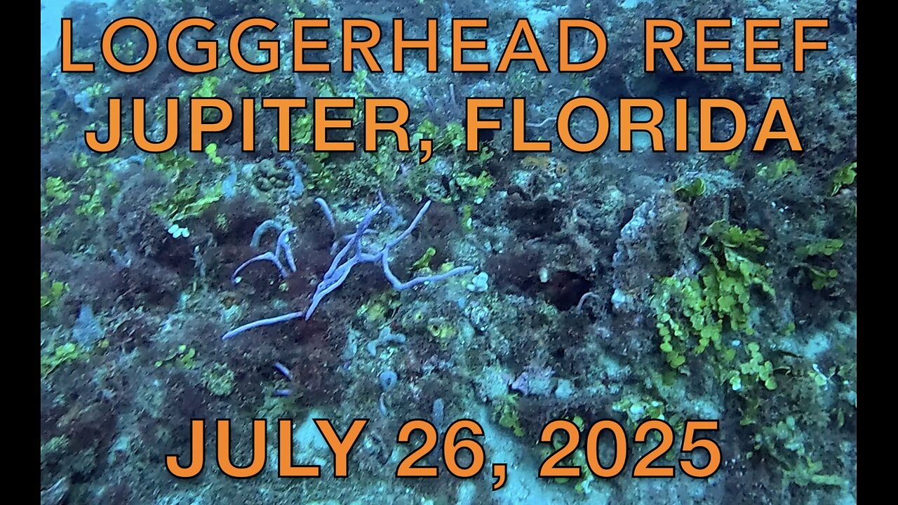 SCUBA Diving Loggerhead Reef, Jupiter, Florida