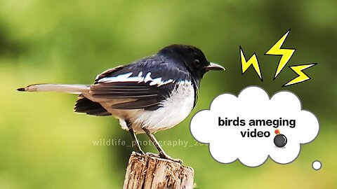 Wildlife_photography_2888