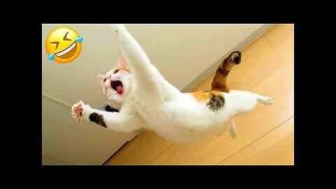 Funniest Cats and Dogs 🐶🐱 | Funny Animal Videos