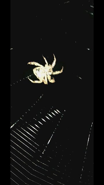 it's itsbitsy spider works on her home