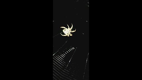 it's itsbitsy spider works on her home