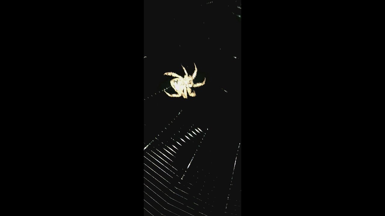 it's itsbitsy spider works on her home