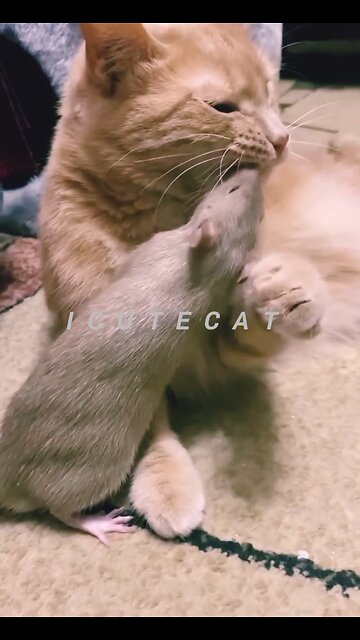 Funniest Animals New Funny Cats and Dogs Videos@😱 It's To LAUGH When Watching This Video Of The Fun