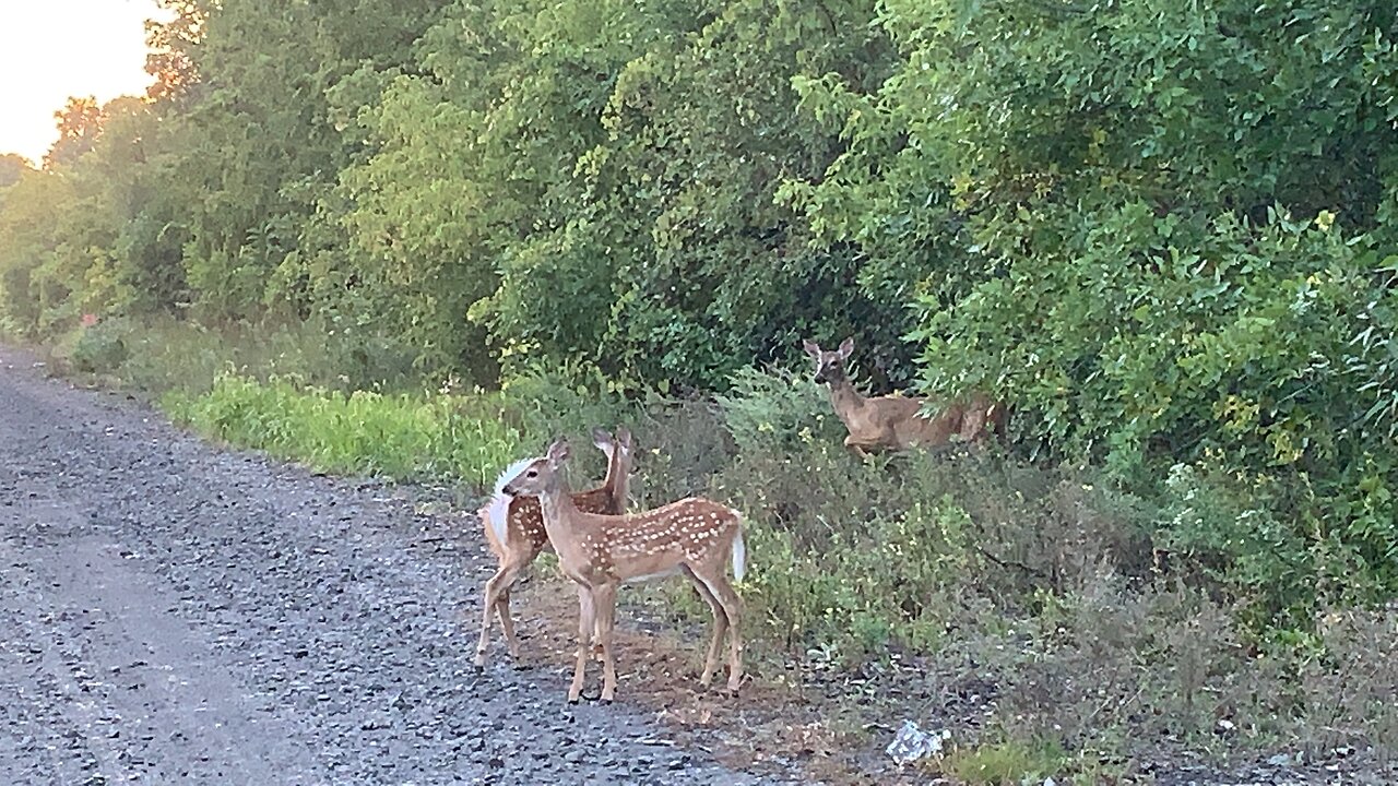 A fawn and a surprise