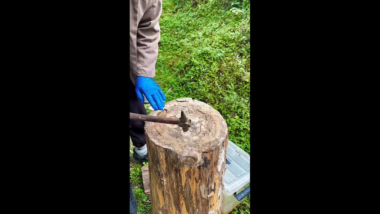 Cara Mengambil madu dengan baik dan benar