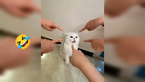 Play with cat 😺🐈