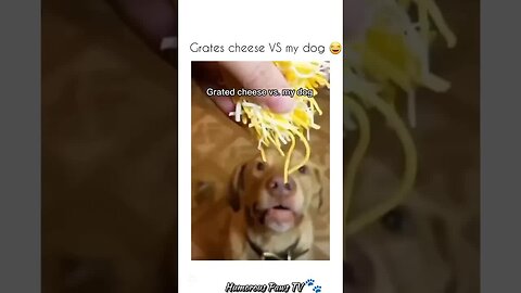 These Animals Just Made My Day!