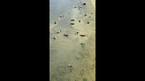 Mallard Ducks 🦆 #mallardducks #shorts #viral #trending #followme