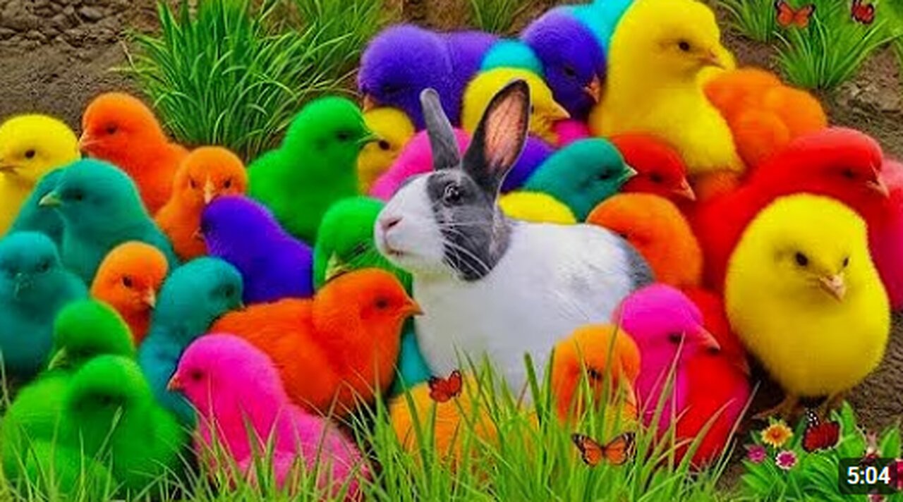 Catch Cute Chickens, Colorful Rainbow Rabbits, Funny Ducks, Happy Birds, Koi Fish